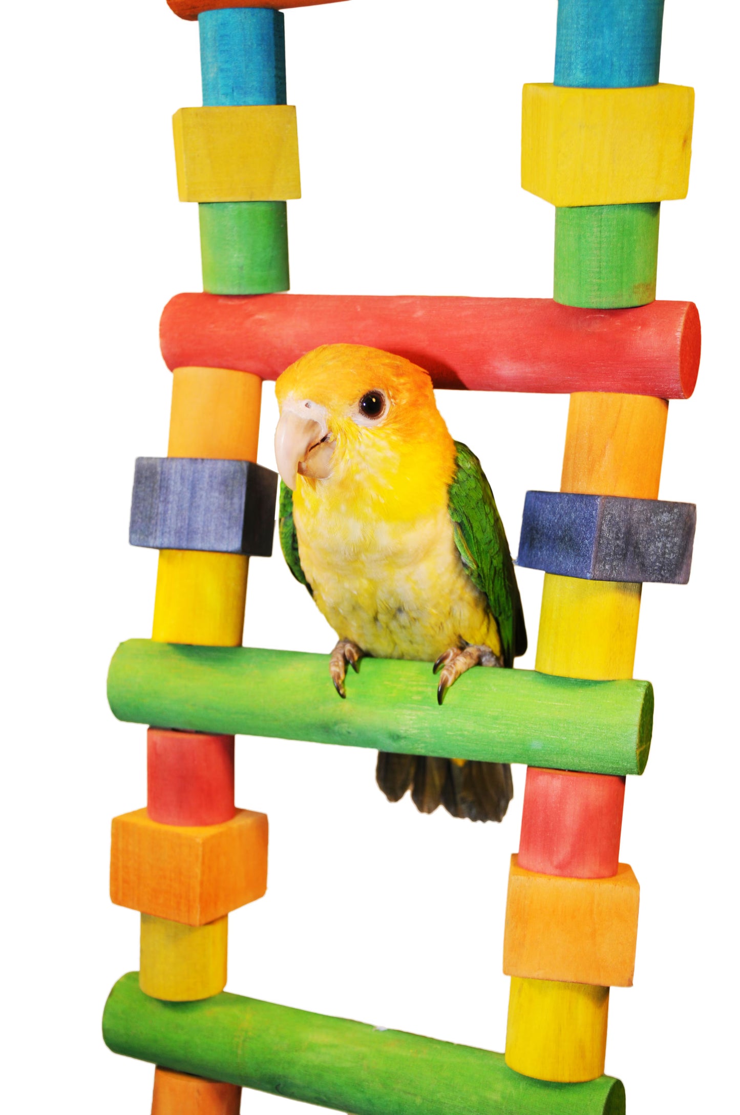 Happy Beaks x AE Cage - Wood Flexible Ladder, Medium