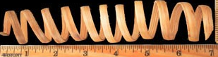 Jumbo Palm Cane Spring
