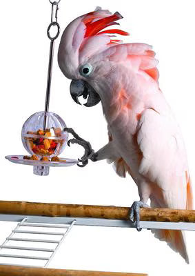 Caitec Featherland Paradise Fillable Ball & Kabob Bird Toy