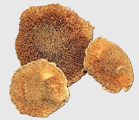 Medium Sunflower Head - center drilled